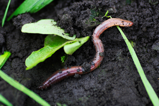 Why are worms so interesting?