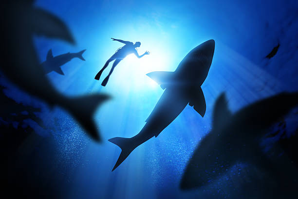 How Did Shark Week Start? The Amazing Story Behind the Shark Sensation