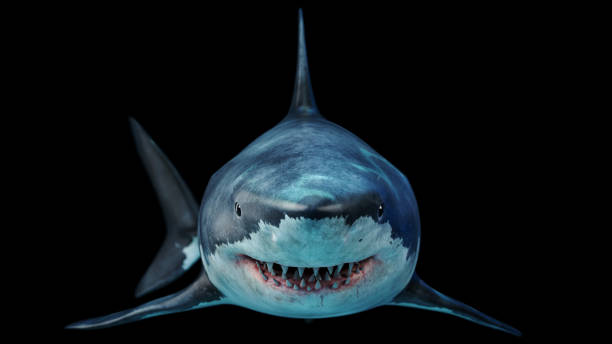 20 Shark Facts for Kids That Will Blow Their Minds