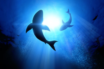 Jaw-Dropping Shark Facts Kids Will Love This Shark Week